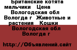 Британские котята мальчики › Цена ­ 5 000 - Вологодская обл., Вологда г. Животные и растения » Кошки   . Вологодская обл.,Вологда г.